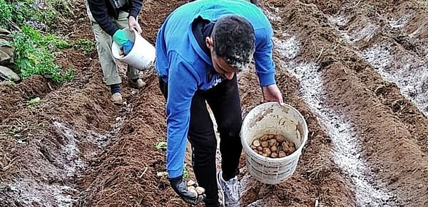 Five million kilos of unsold potatoes in the Canary Islands.