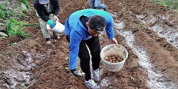 Five million kilos of unsold potatoes in the Canary Islands.