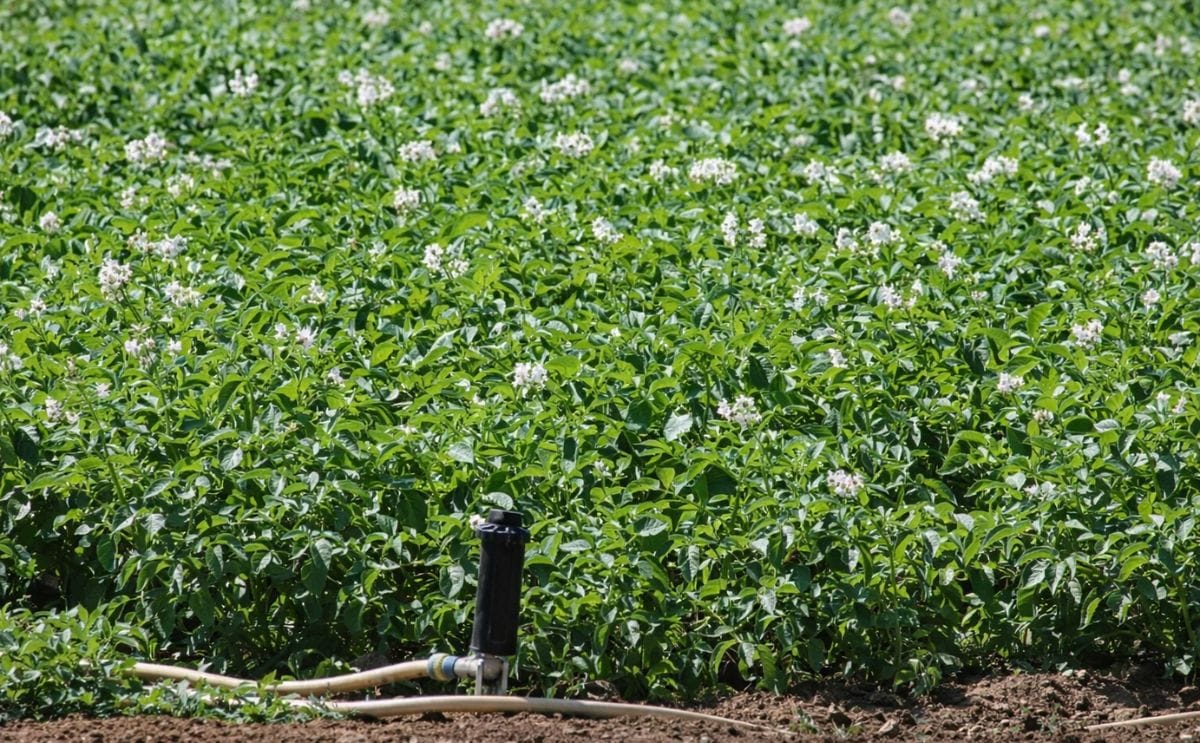 Europa: El rendimiento promedio de papa cae un 10% con respecto al 2014