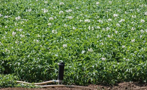 Europa: El rendimiento promedio de papa cae un 10% con respecto al 2014 Europa: El rendimiento promedio de papa cae un 10% con respecto al 2014