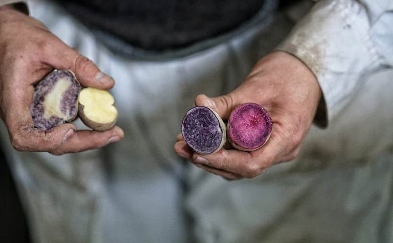 Esta nueva producción se elaboró a partir de papa cultivada en la puna de Jujuy –a más de 3.500 metros de altura sobre el nivel del mar–, donde se utilizó un mix de Moradita –violeta–, Santa María –rojiza– y de la variedad Atlantic –de color claro– que se cosechó en la localidad de Balcarce –provincia de Buenos Aires–, generando así un contraste cromático. Esta nueva producción se elaboró a partir de papa cultivada en la puna de Jujuy –a más de 3.500 metros de altura sobre el nivel del mar–, donde se utilizó un mix de Moradita –violeta–, Santa María –rojiza– y de la variedad Atlantic –de color claro– que se cosechó en la localidad de Balcarce –provincia de Buenos Aires–, generando así un contraste cromático.