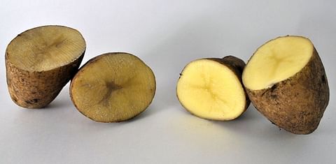 El INTA Balcarce siembra papas modificadas genéticamente que no se oxidan