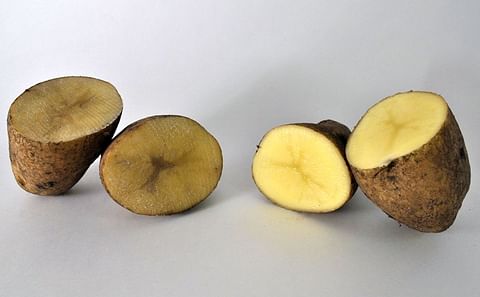 El INTA Balcarce siembra papas modificadas genéticamente que no se oxidan
