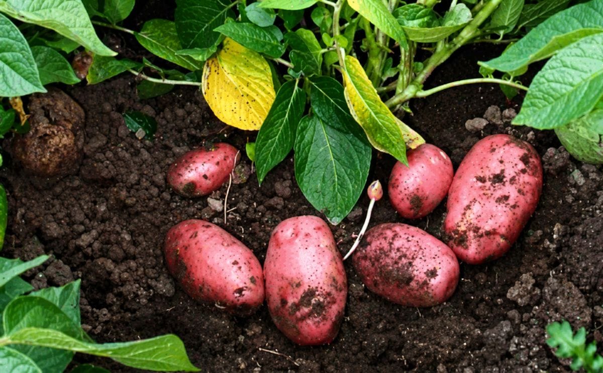 Publican en México medidas para reducción de riesgo en importación de papa