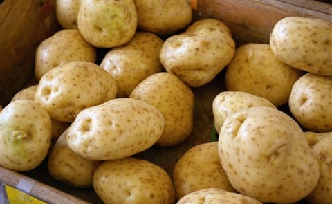 Papas híbridas podrían salvarnos de la hambruna Papas híbridas podrían salvarnos de la hambruna
