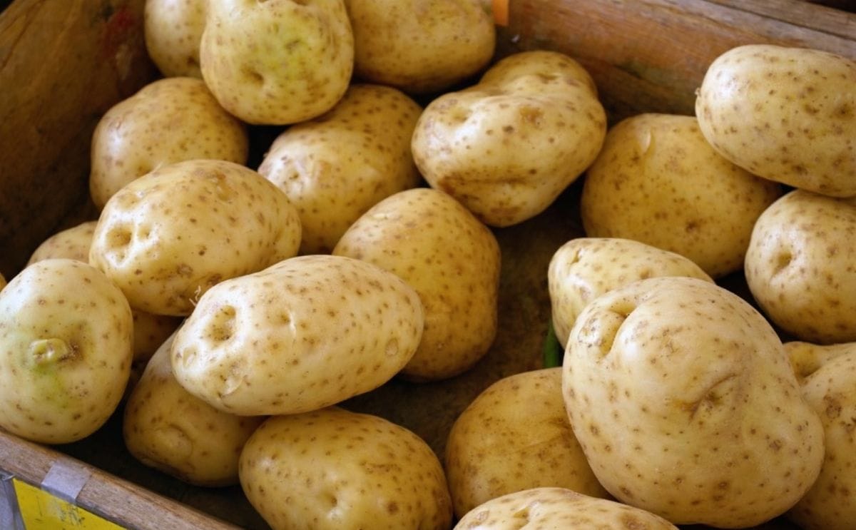 Papas híbridas podrían salvarnos de la hambruna