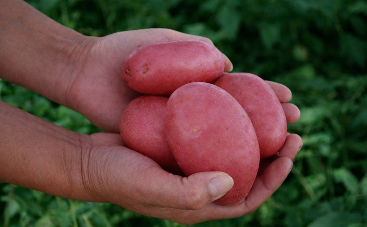 Sequía y deficiente calidad de semilla encarece la papa en Chile