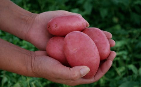 Sequía y deficiente calidad de semilla encarece la papa en Chile Sequía y deficiente calidad de semilla encarece la papa en Chile