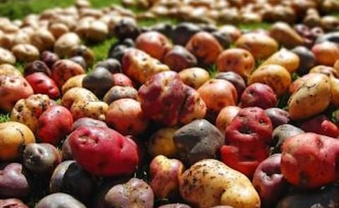 El Inacal aprobó la norma técnica para impulsar las buenas prácticas en el cultivo de papa nativa. El Inacal aprobó la norma técnica para impulsar las buenas prácticas en el cultivo de papa nativa.