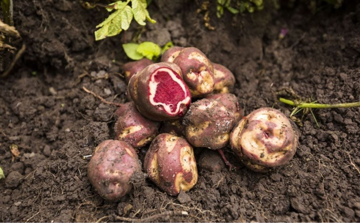 Huánuco: dos empresas logran vender en forma directa 180 tons de papas nativas Huánuco: dos empresas logran vender en forma directa 180 tons de papas nativas