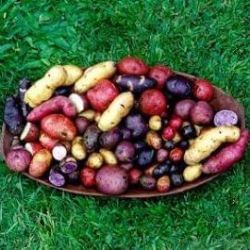 Publican manual sobre las papas nativas de Chiloé