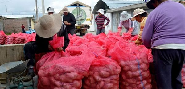 Perú: La producción de papa se incrementó 21.7 % en agosto de este año