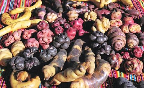 Elemento básico de la gastronomía del país y fuente de orgullo nacional, este tubérculo cuenta con más de 3.500 variedades. (Cortesía: DW) Elemento básico de la gastronomía del país y fuente de orgullo nacional, este tubérculo cuenta con más de 3.500 variedades. (Cortesía: DW)