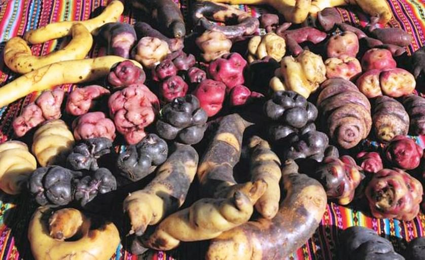 Elemento básico de la gastronomía del país y fuente de orgullo nacional, este tubérculo cuenta con más de 3.500 variedades. (Cortesía: DW)