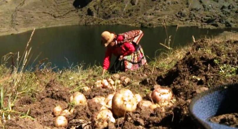 El Día Internacional de la Biodiversidad festejó al popular tubérculo con un simposio internacional y una visita al Parque de la Papa en Cuzco, donde comunidades indígenas intercambian saberes tradicionales con los científicos. El Día Internacional de la Biodiversidad festejó al popular tubérculo con un simposio internacional y una visita al Parque de la Papa en Cuzco, donde comunidades indígenas intercambian saberes tradicionales con los científicos.