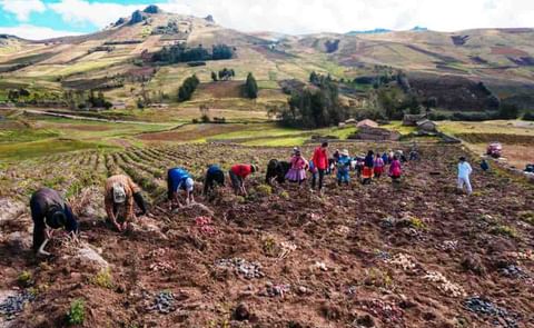Día Internacional de la papa: buena ocasión para recordar a los guardianes de las papas nativas. (Cortesía: Publimetro) Día Internacional de la papa: buena ocasión para recordar a los guardianes de las papas nativas. (Cortesía: Publimetro)