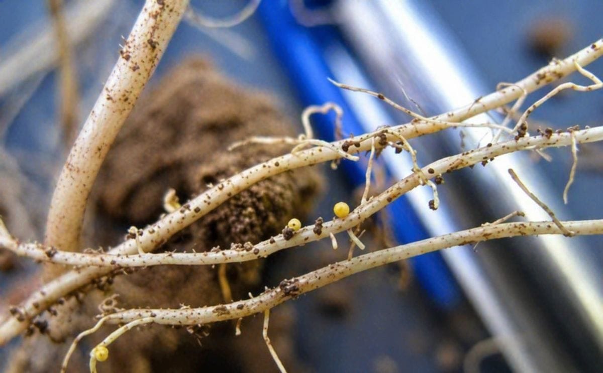 Confirman siete focos de nematodo dorado en Chile