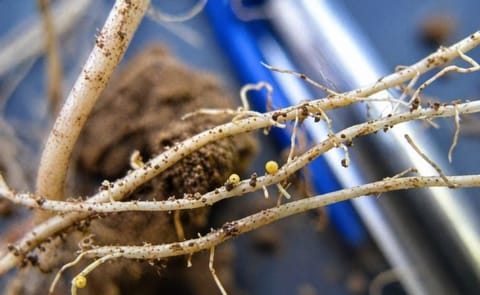 Confirman siete focos de nematodo dorado en Chile Confirman siete focos de nematodo dorado en Chile