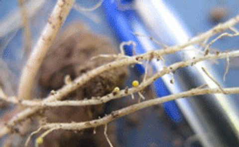 Confirman siete focos de nematodo dorado en Chile Confirman siete focos de nematodo dorado en Chile