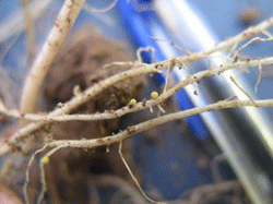 Confirman siete focos de nematodo dorado en Chile
