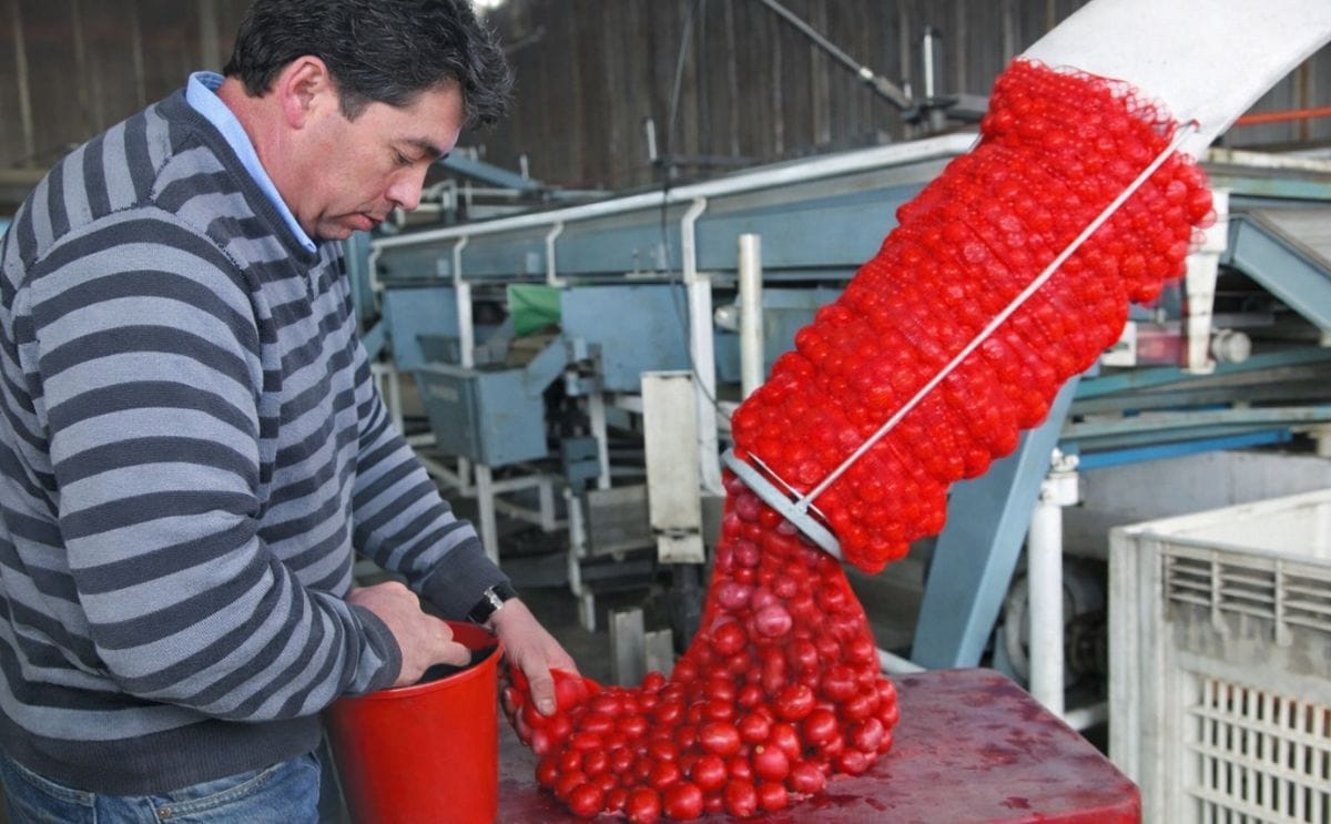 La informalidad del mercado papero traba el despegue agroindustrial en Chile