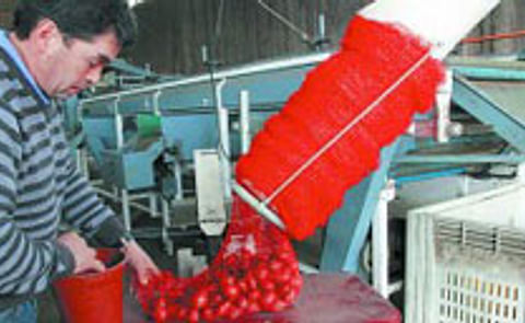 La informalidad del mercado papero traba el despegue agroindustrial en Chile La informalidad del mercado papero traba el despegue agroindustrial en Chile