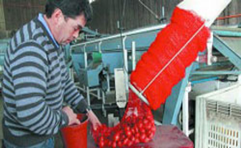 La informalidad del mercado papero traba el despegue agroindustrial en Chile