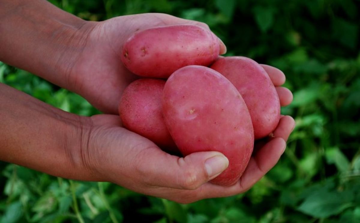 Sequía y deficiente calidad de semilla encarece la papa en Chile Sequía y deficiente calidad de semilla encarece la papa en Chile