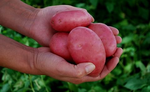 Sequía y deficiente calidad de semilla encarece la papa en Chile Sequía y deficiente calidad de semilla encarece la papa en Chile