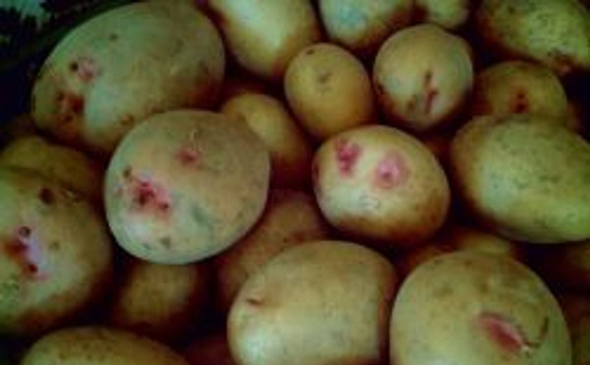Papas de España Papas de España