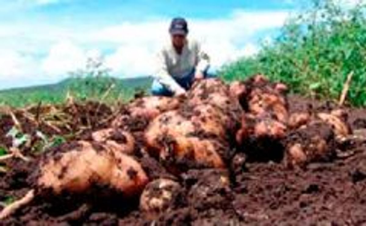  Papas cultivadas en clima cálido (Nicaragua)
