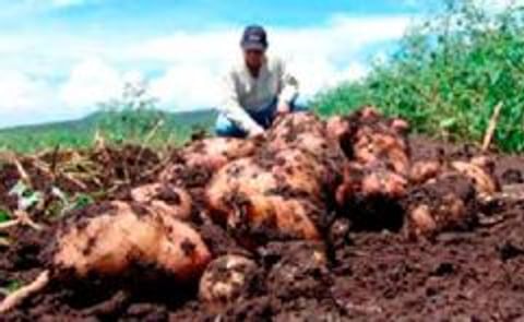 Anuncian en Nicaragua exitoso cultivo de papa en zona cálida Anuncian en Nicaragua exitoso cultivo de papa en zona cálida