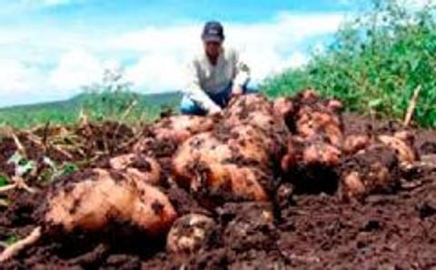 Anuncian en Nicaragua exitoso cultivo de papa en zona cálida