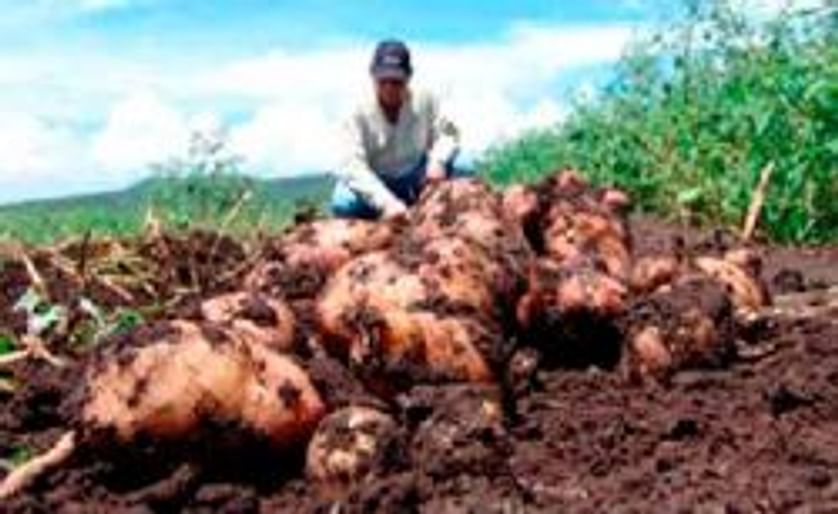 Anuncian en Nicaragua exitoso cultivo de papa en zona cálida