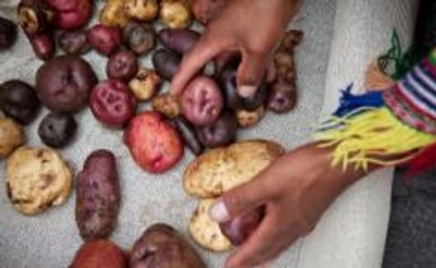 ¿Qué negocio inclusivo podría agregar valor a la papa nativa en Huancavelica (Perú)? ¿Qué negocio inclusivo podría agregar valor a la papa nativa en Huancavelica (Perú)?