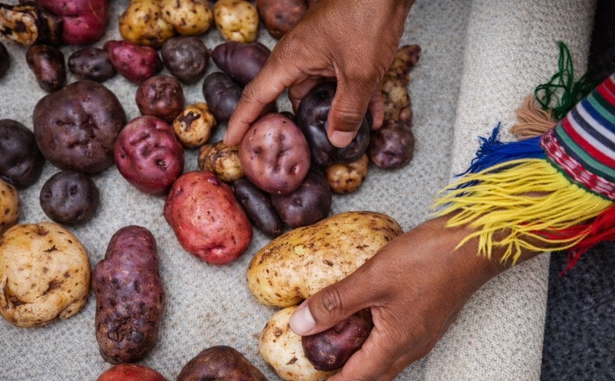 ¿Qué negocio inclusivo podría agregar valor a la papa nativa en Huancavelica (Perú)?