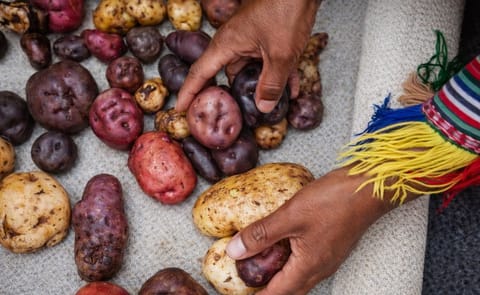 ¿Qué negocio inclusivo podría agregar valor a la papa nativa en Huancavelica (Perú)? ¿Qué negocio inclusivo podría agregar valor a la papa nativa en Huancavelica (Perú)?