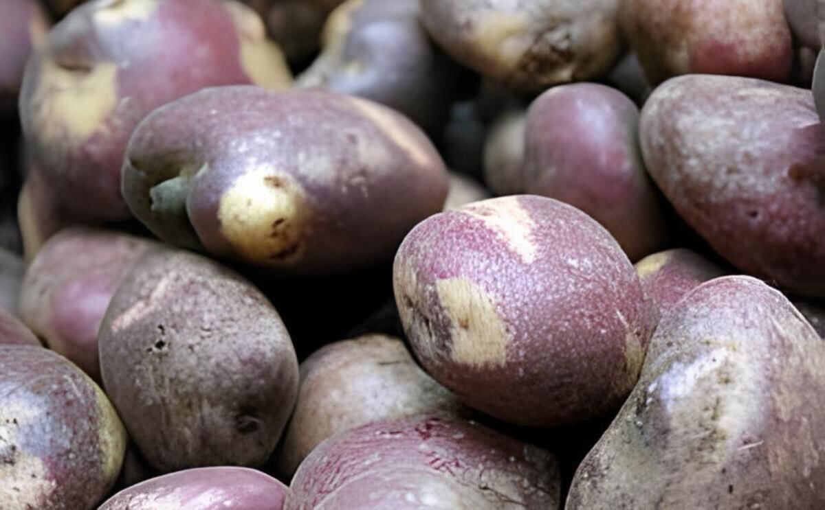 Se busca obtener cultivos de papa resistentes al tizòn tardío Se busca obtener cultivos de papa resistentes al tizòn tardío