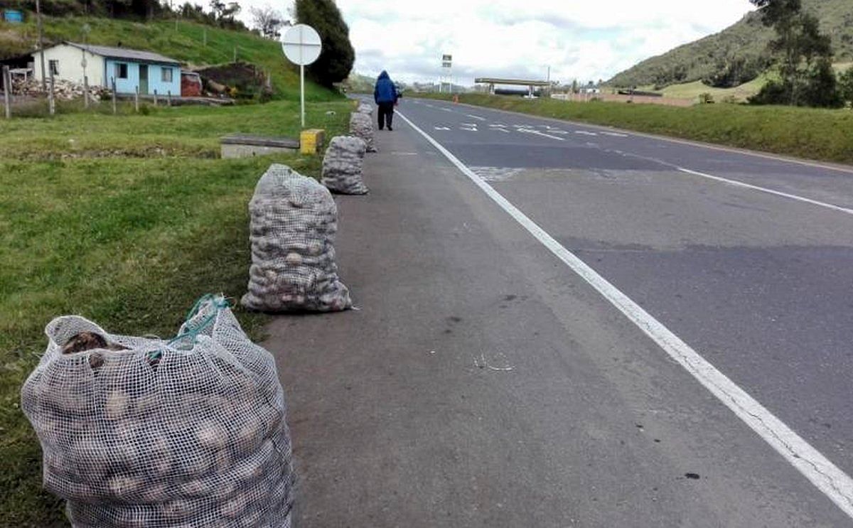 La 'papatón' de Bogotá y Cundinamarca fue todo un éxito: vendieron más de 40.000 bultos de papa La 'papatón' de Bogotá y Cundinamarca fue todo un éxito: vendieron más de 40.000 bultos de papa