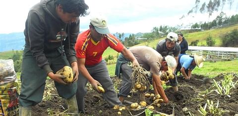 La papa es un cultivo de mucho impacto que genera 5,800 empleos permanentes en Honduras, la principal fuente de ingresos en el área rural.