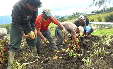 La papa es un cultivo de mucho impacto que genera 5,800 empleos permanentes en Honduras, la principal fuente de ingresos en el área rural. La papa es un cultivo de mucho impacto que genera 5,800 empleos permanentes en Honduras, la principal fuente de ingresos en el área rural.