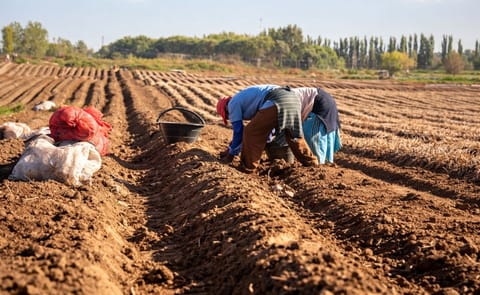 La Patagonia argentina produce papines tipo gourmet para grandes restaurantes La Patagonia argentina produce papines tipo gourmet para grandes restaurantes