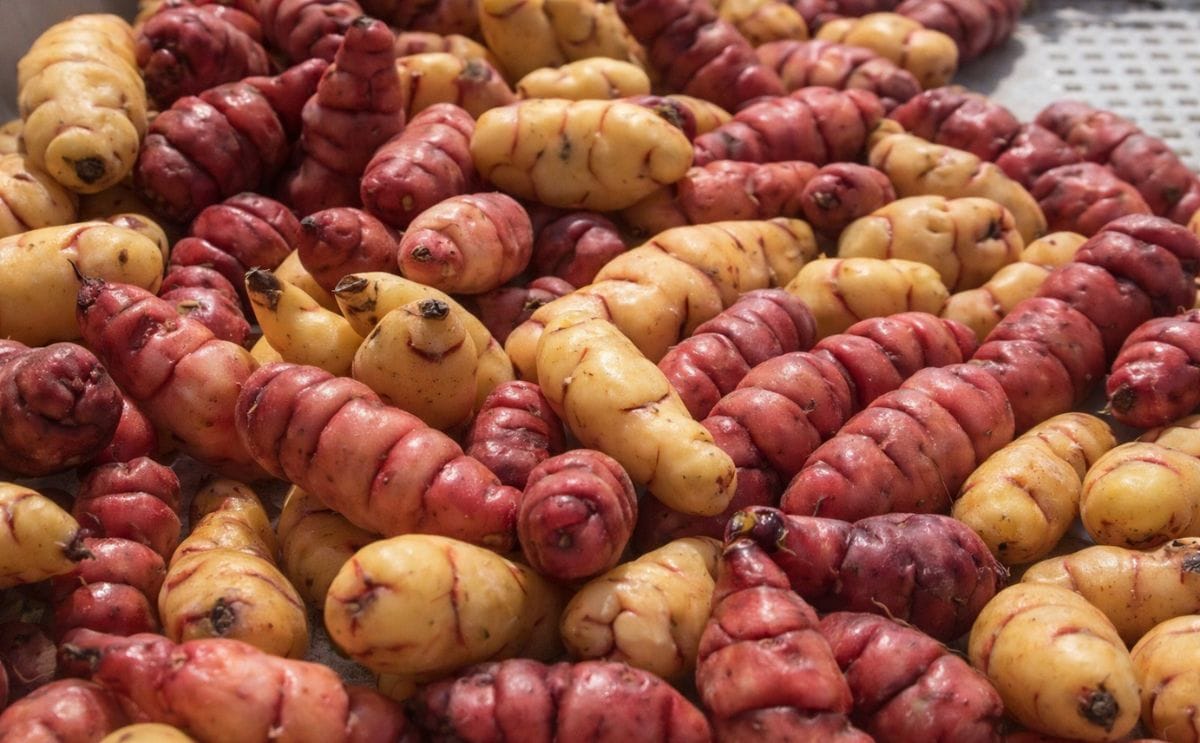 Papines andinos, los nuevos aliados de la cocina cotidiana Papines andinos, los nuevos aliados de la cocina cotidiana