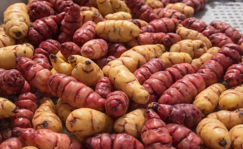 Papines andinos, los nuevos aliados de la cocina cotidiana Papines andinos, los nuevos aliados de la cocina cotidiana