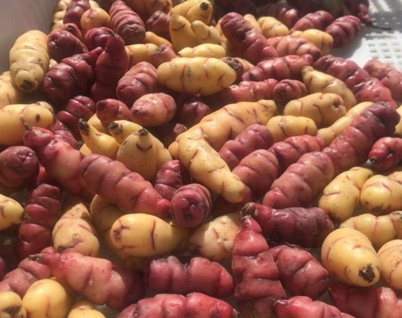 Papines andinos, los nuevos aliados de la cocina cotidiana