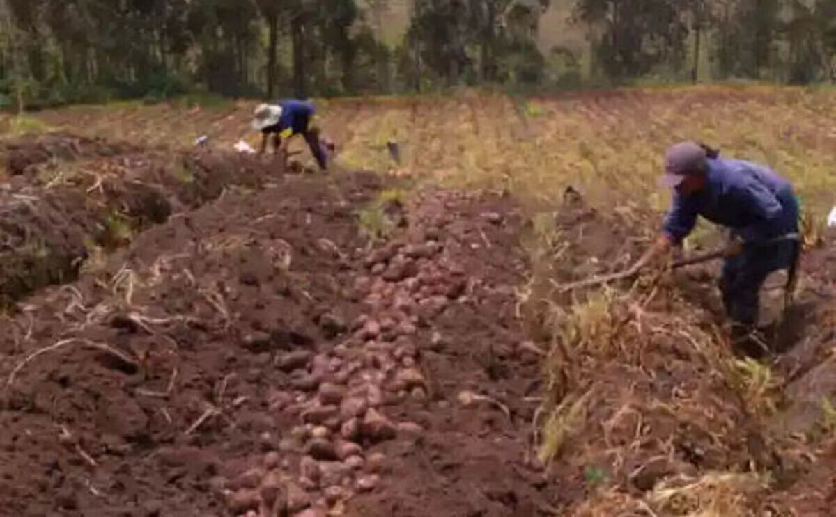 Ecuador censará a sus papicultores para proteger y fortalecer la producción nacional Ecuador censará a sus papicultores para proteger y fortalecer la producción nacional