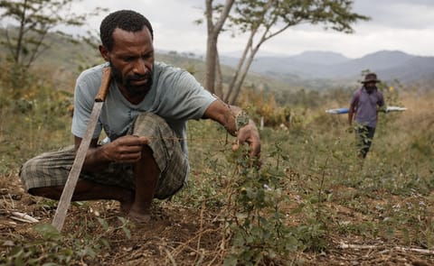 The El Nino-driven drought in Papua New Guinea affects the food supply of about 2 million people. Papua New Guinea is experiencing its worst drought since the devastating 1997 crisis that caused food shortages, disease and loss of life (Courtesy: Oxfam Ne The El Nino-driven drought in Papua New Guinea affects the food supply of about 2 million people. Papua New Guinea is experiencing its worst drought since the devastating 1997 crisis that caused food shortages, disease and loss of life (Courtesy: Oxfam Ne
