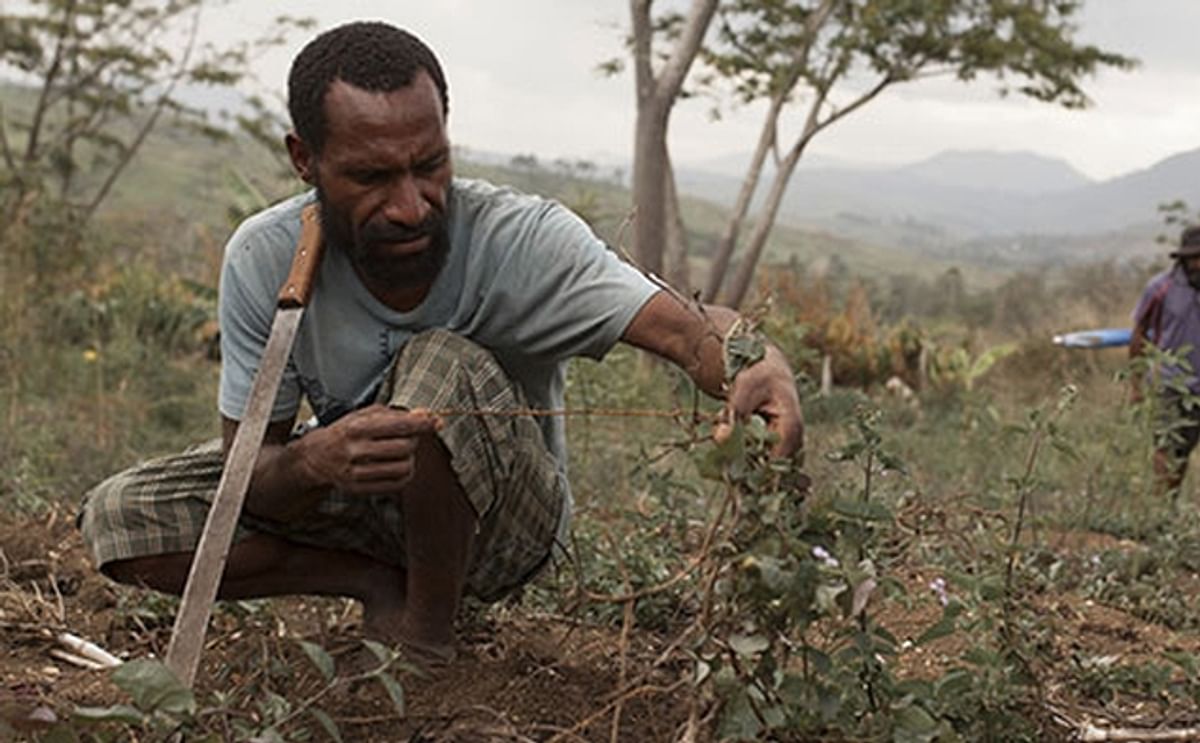The El Nino-driven drought in Papua New Guinea affects the food supply of about 2 million people. Papua New Guinea is experiencing its worst drought since the devastating 1997 crisis that caused food shortages, disease and loss of life (Courtesy: Oxfam Ne