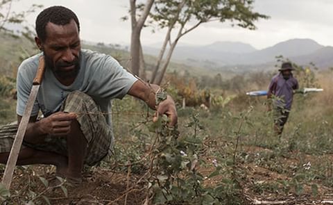 The El Nino-driven drought in Papua New Guinea affects the food supply of about 2 million people. Papua New Guinea is experiencing its worst drought since the devastating 1997 crisis that caused food shortages, disease and loss of life (Courtesy: Oxfam Ne The El Nino-driven drought in Papua New Guinea affects the food supply of about 2 million people. Papua New Guinea is experiencing its worst drought since the devastating 1997 crisis that caused food shortages, disease and loss of life (Courtesy: Oxfam Ne