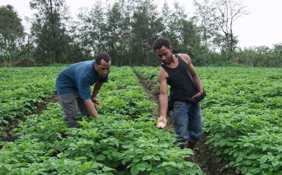 A potato field in the highlands of Papua New Guinea (Mount Hagen, Western Highlands Province) is being checked for blight (Courtesy: Paul Petrus, Panoramio)